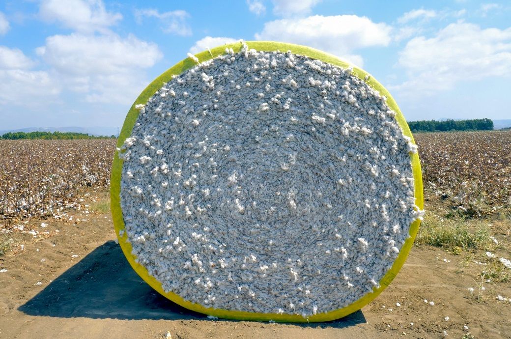 US Upland cotton export sales hit 242,000 bales in 1st week MY 2025-26