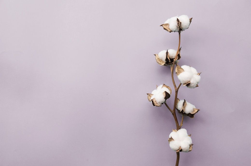 ICE cotton hits two-week low on strong dollar, US tariffs