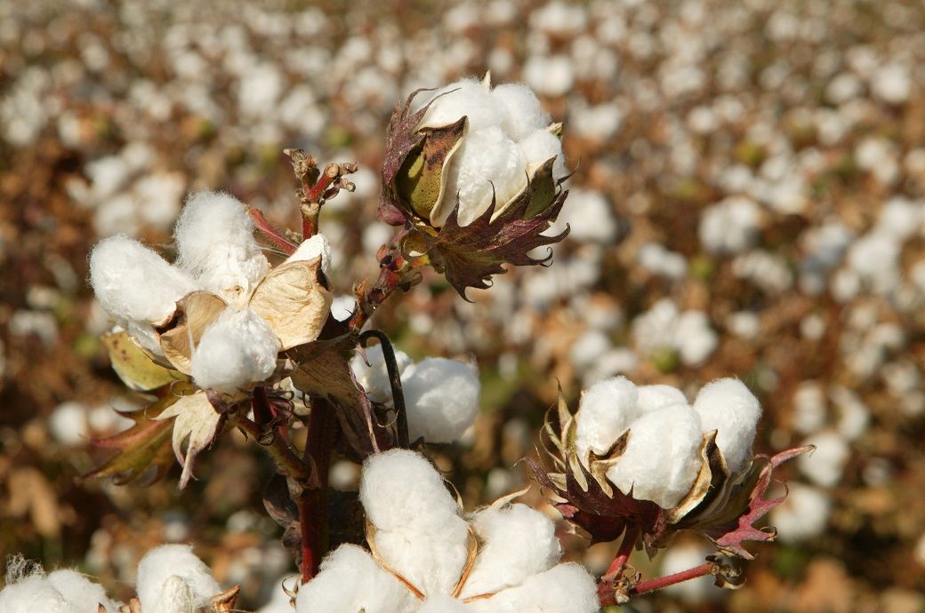 CITI welcomes extension of India's cotton duty exemption for textiles