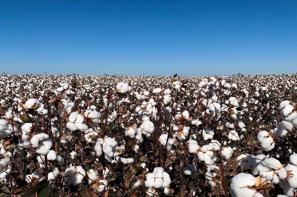 India's duty-free cotton imports may double by December 2025