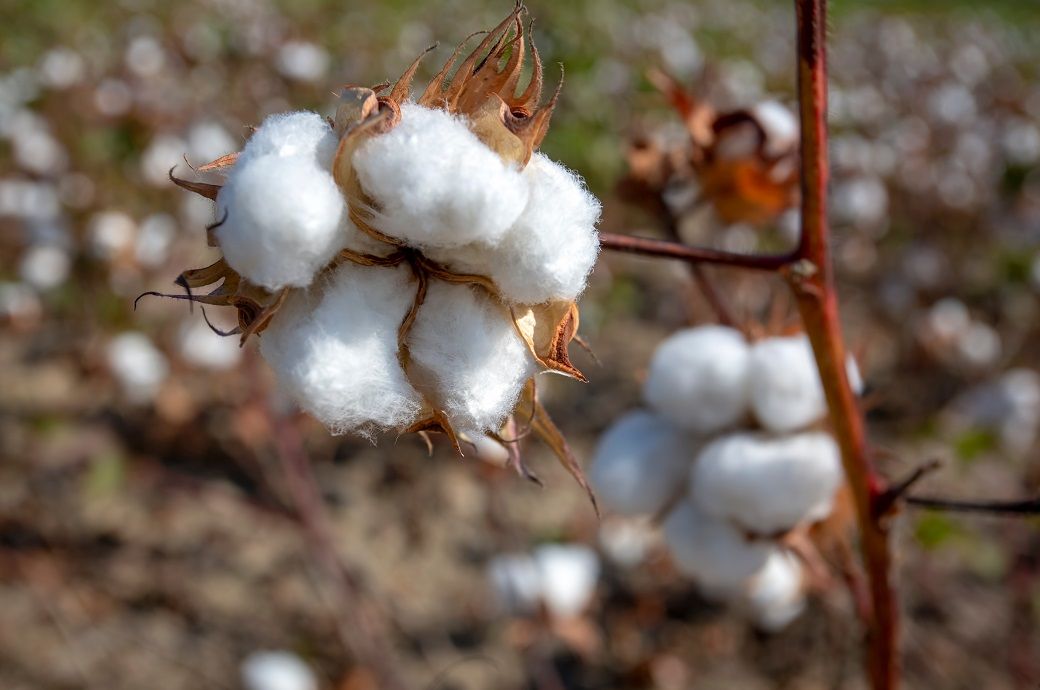 ICE cotton loses prior gains as crude oil prices decline