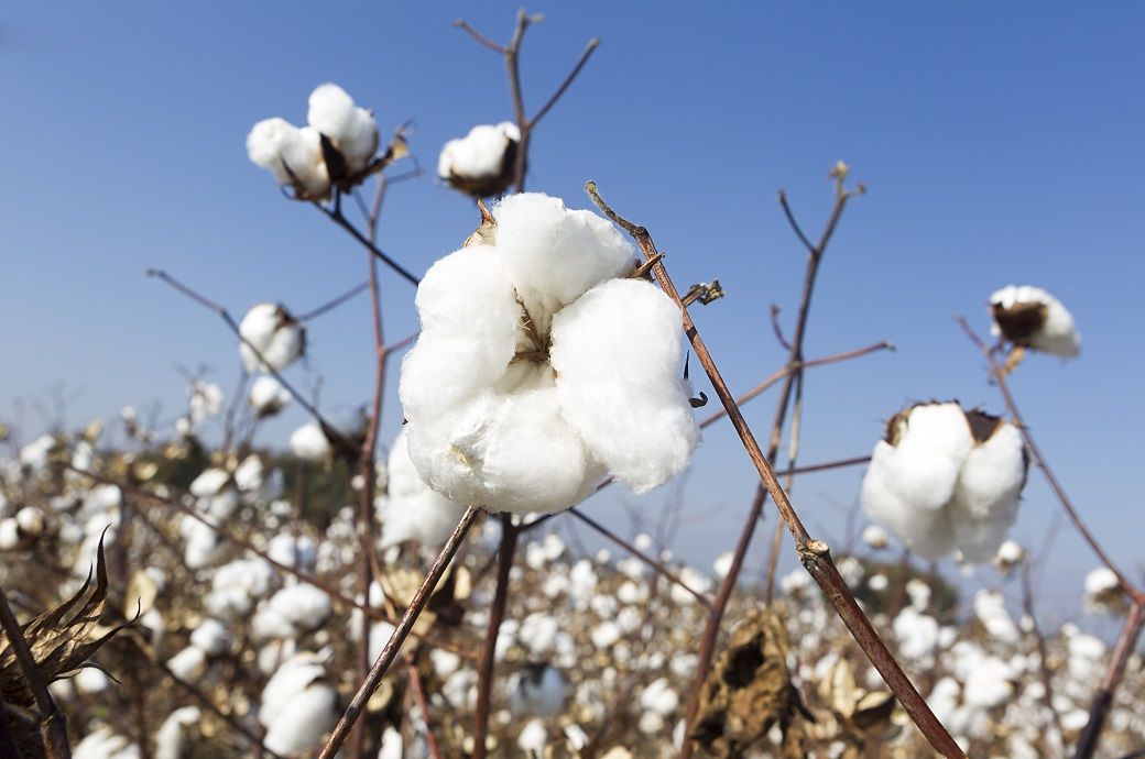 ICE cotton rises on speculative buying, hot Texas weather