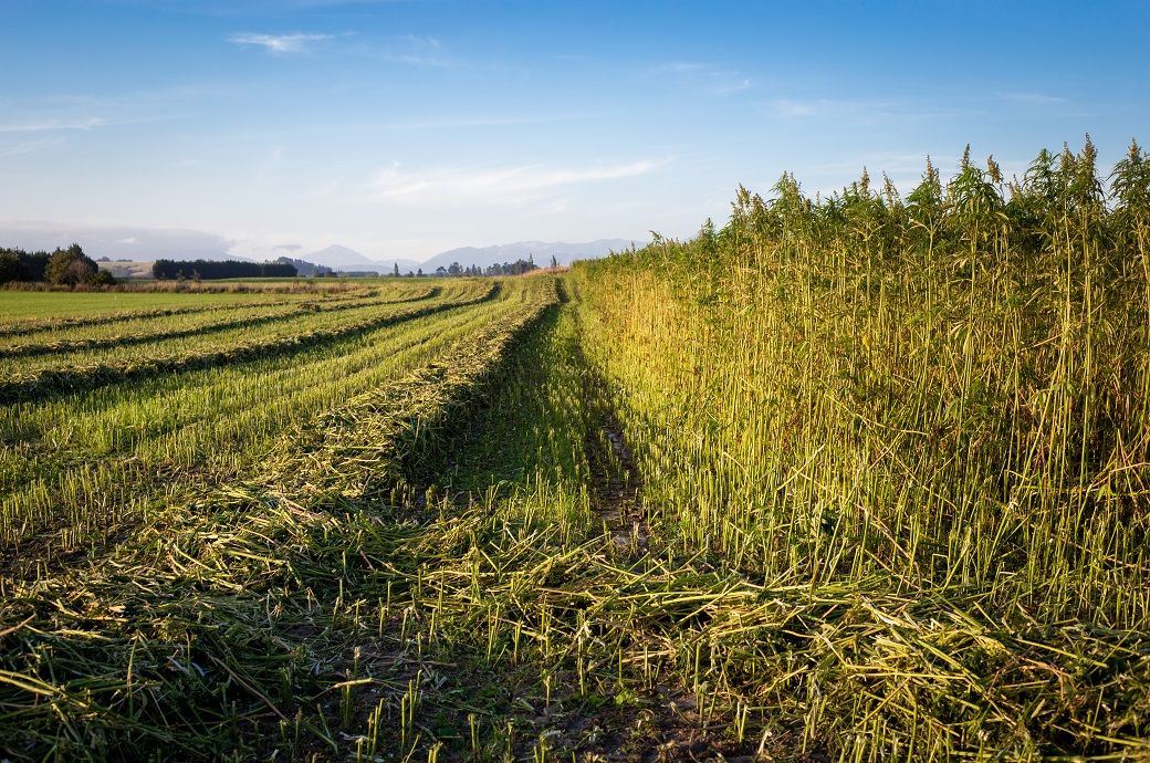 Connecting the dots from agricultural waste to retail shelves