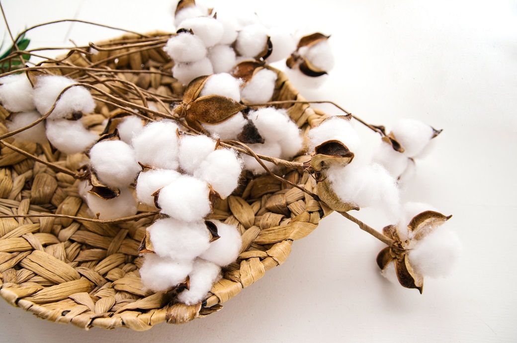 ICE cotton hits 3-week low on strong dollar, good weather