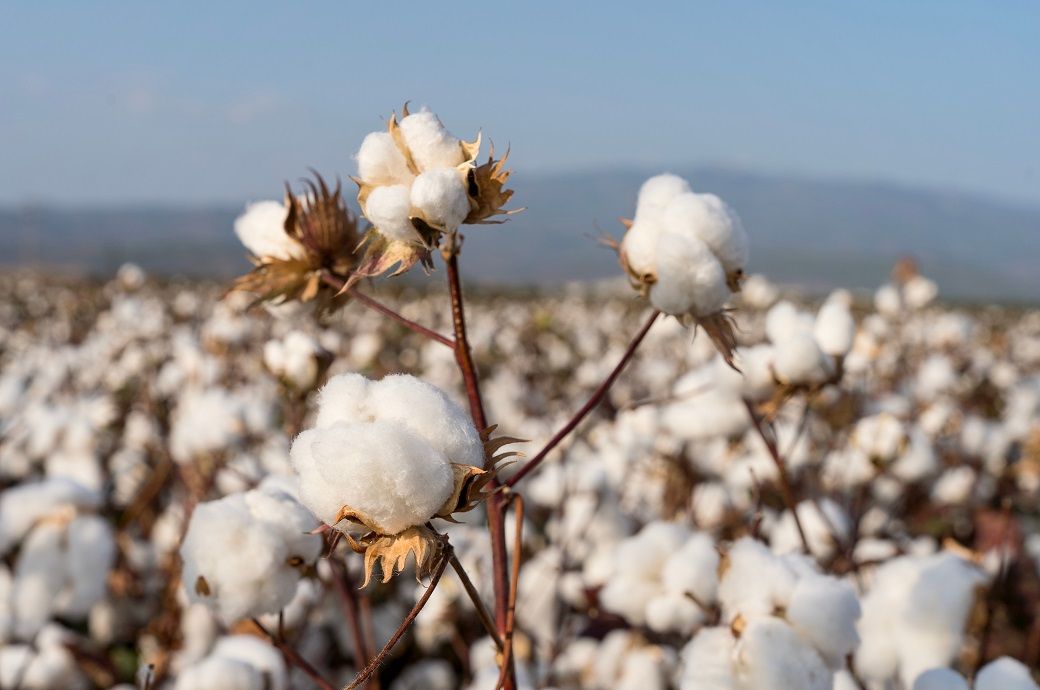 ICE cotton recovers on short covering after three-day fall