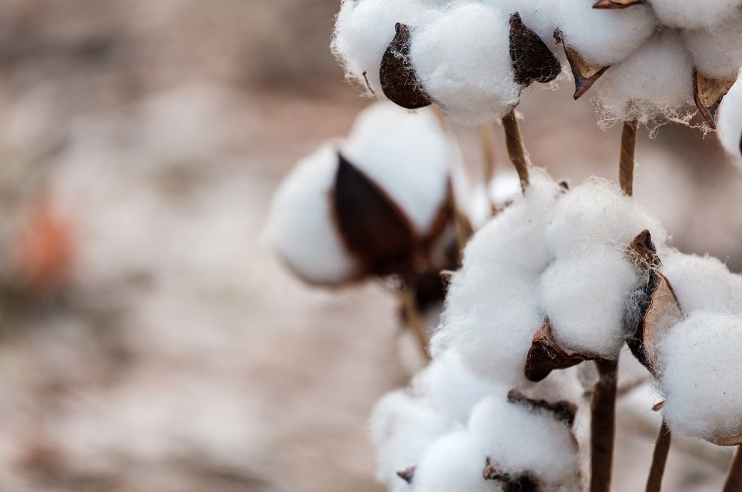 ICE cotton further falls on stronger dollar, weak export demand