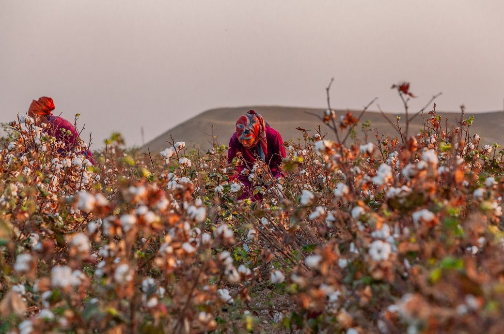 Uzbek farmers to receive state subsidy for cotton cultivation