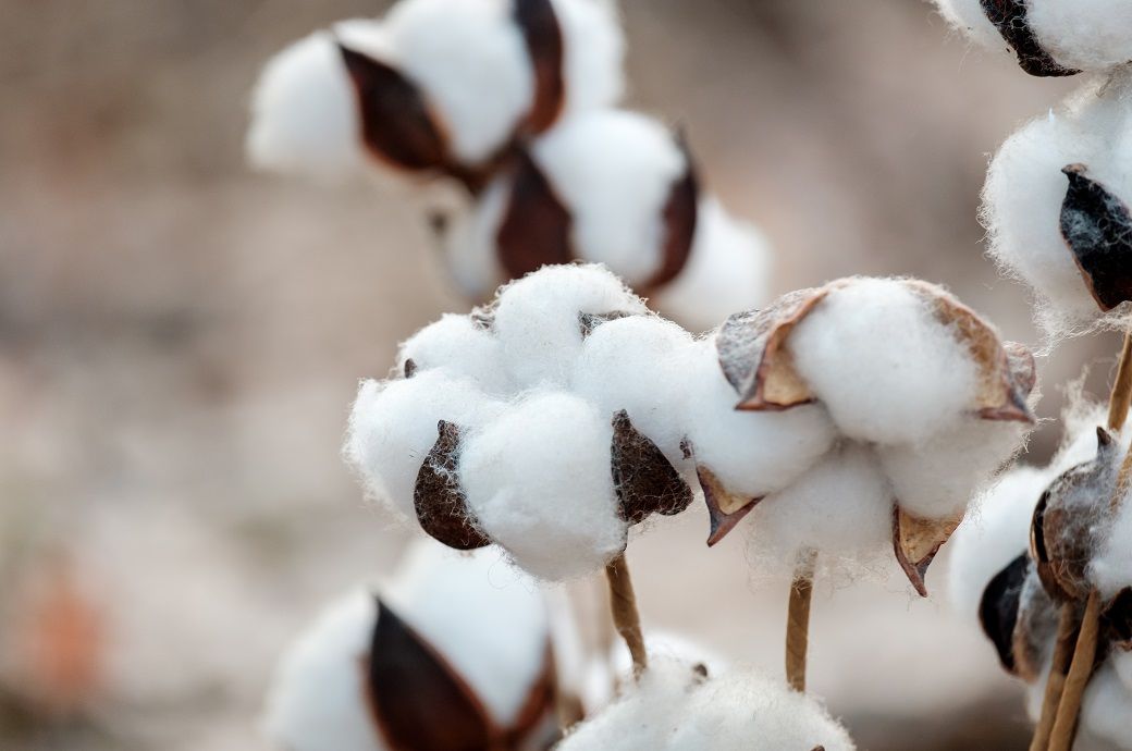 ICE cotton range bound amid light trade, weak sentiment