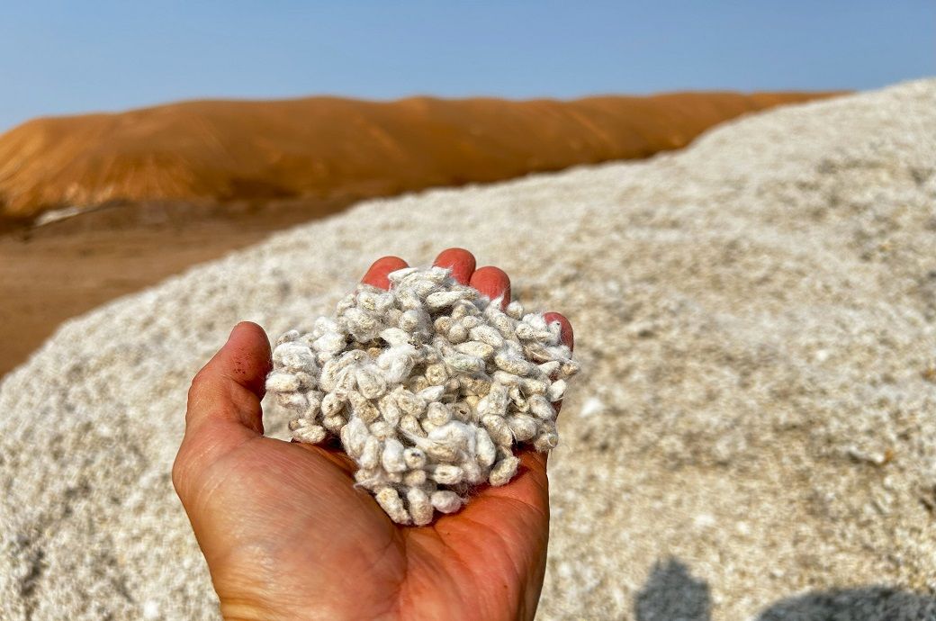 US researchers replace harmful chemicals with eco-friendly cottonseed