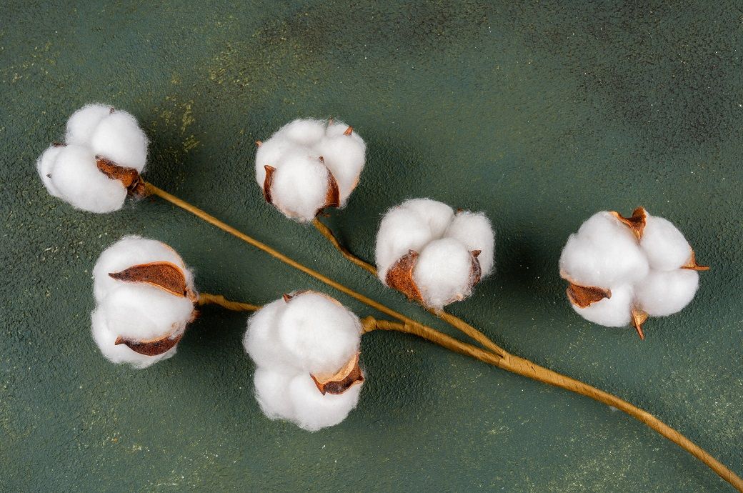 ICE cotton drops further on stronger dollar, India tariff shock