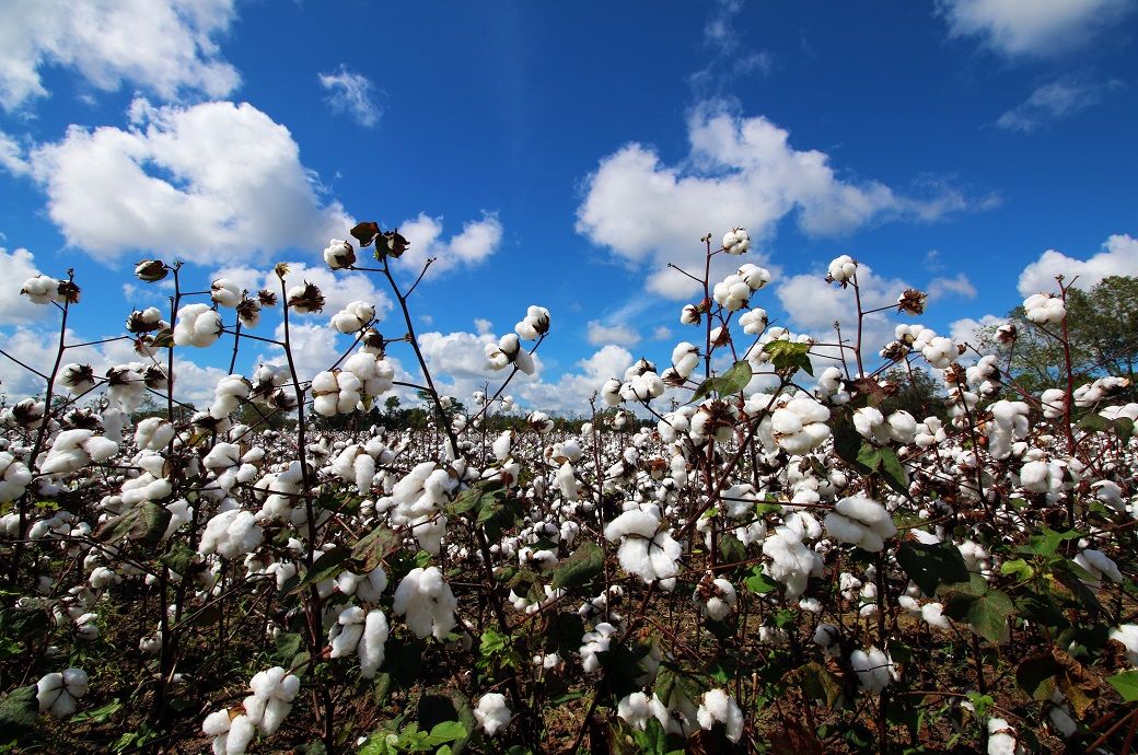 ICE cotton futures recover on technical buying, weaker dollar