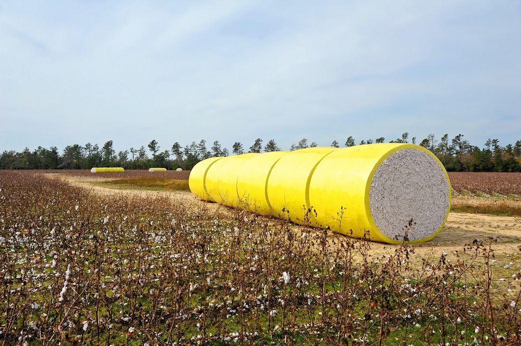 India removes cotton import duty to mitigate US tariff impact