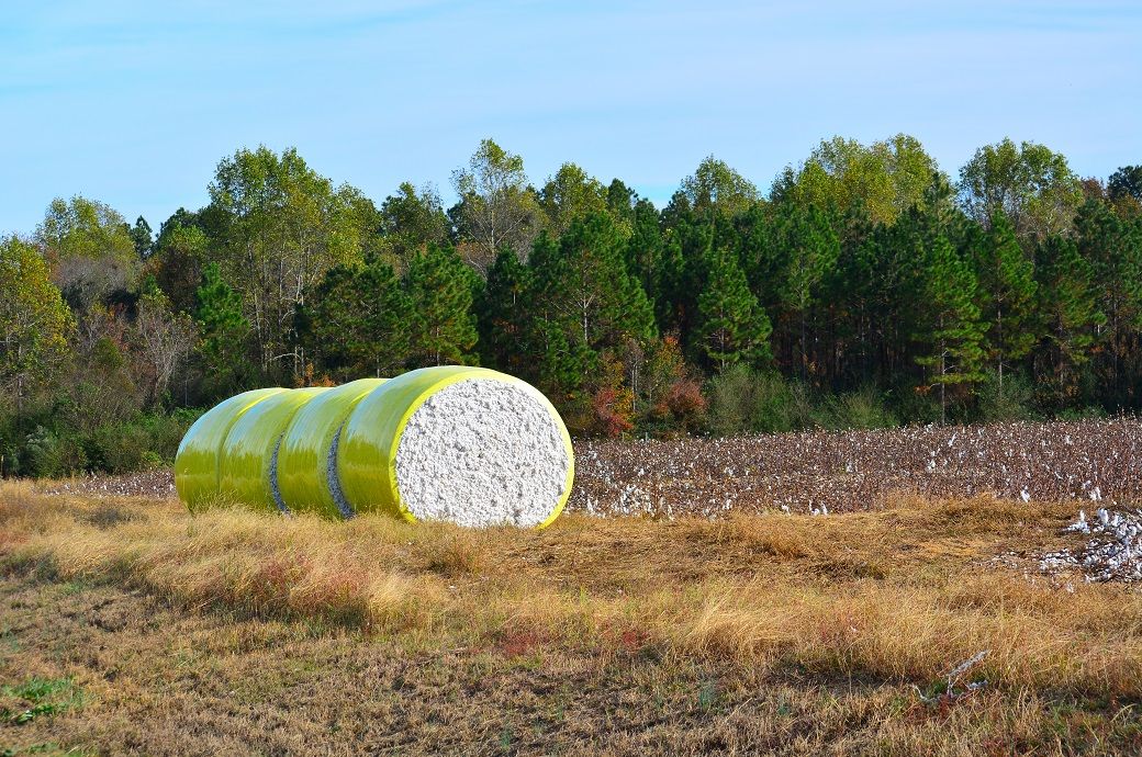 Brazil's cotton exports dip, Pakistan emerges as top market