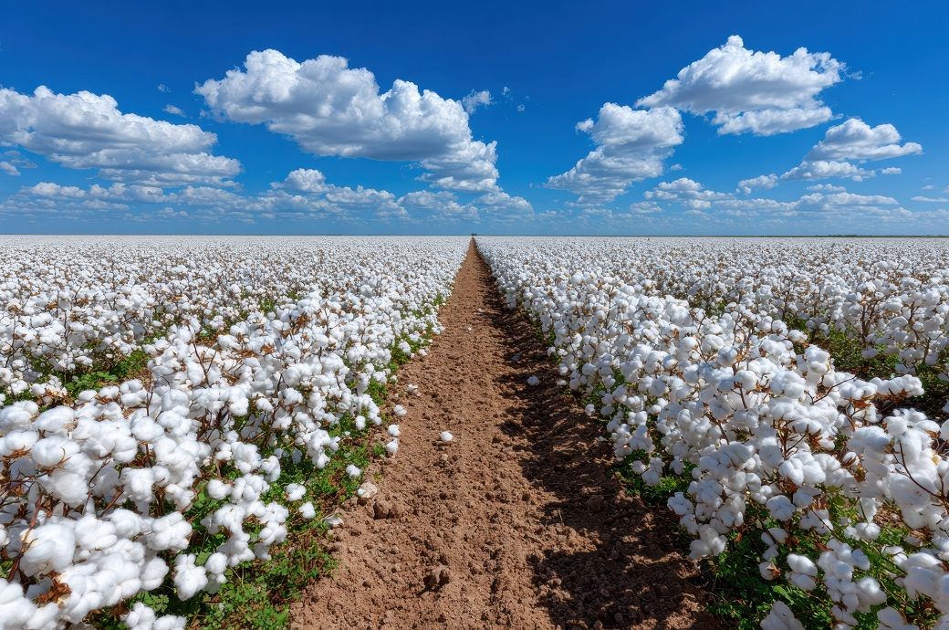 ICE cotton sees minor losses, market awaits USDA data