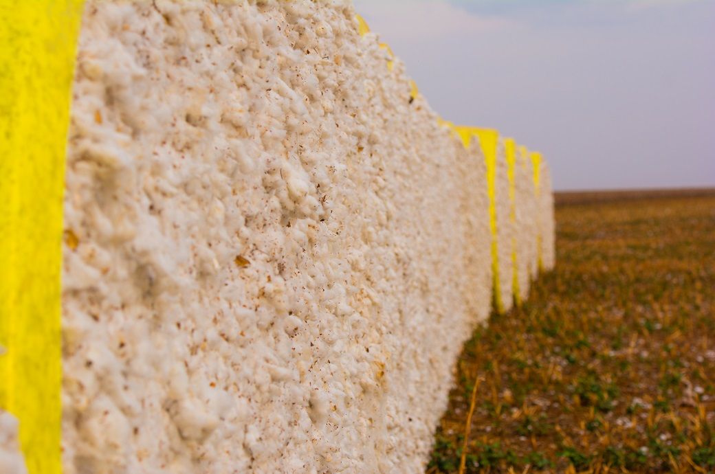ICE cotton falls as strong dollar, US data halt weigh on sentiment