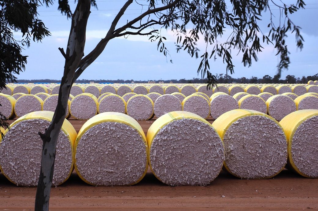 US Upland cotton sale down 47%, Pima 22% this week: USDA