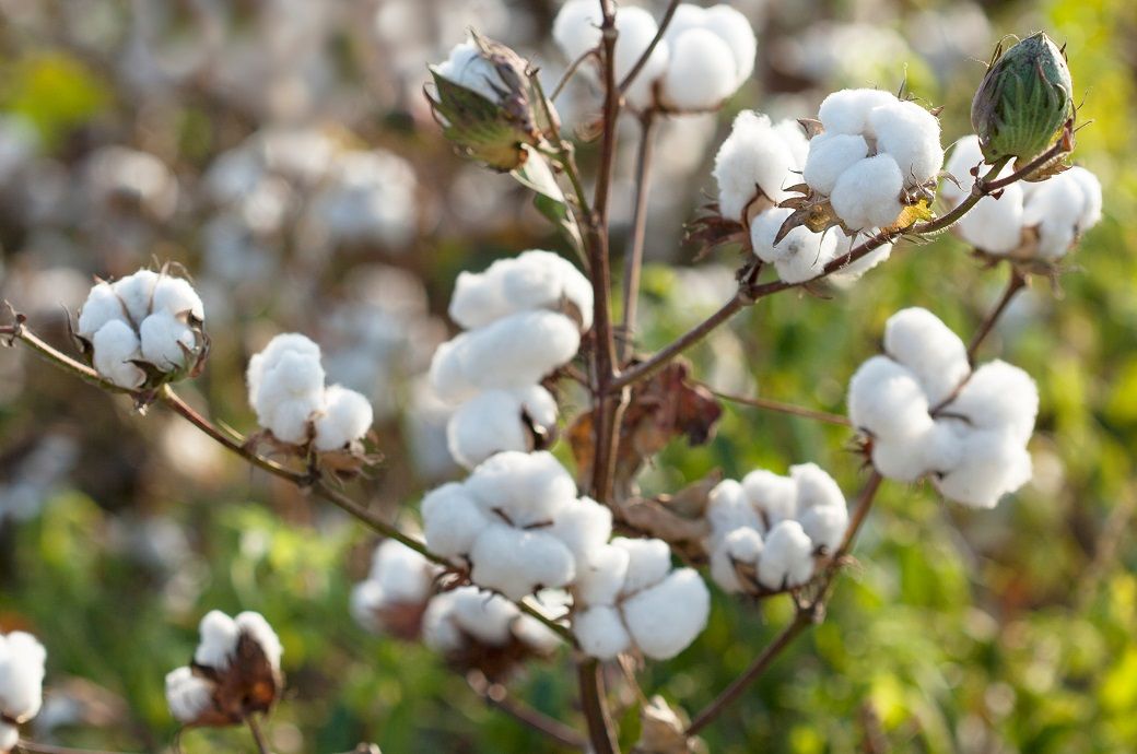 ICE cotton futures held steady as traders awaited the Federal Reserve's policy decision, with markets pricing in a likely 25-basis point cut after weak US jobs data. Analysts see a cut as supportive f