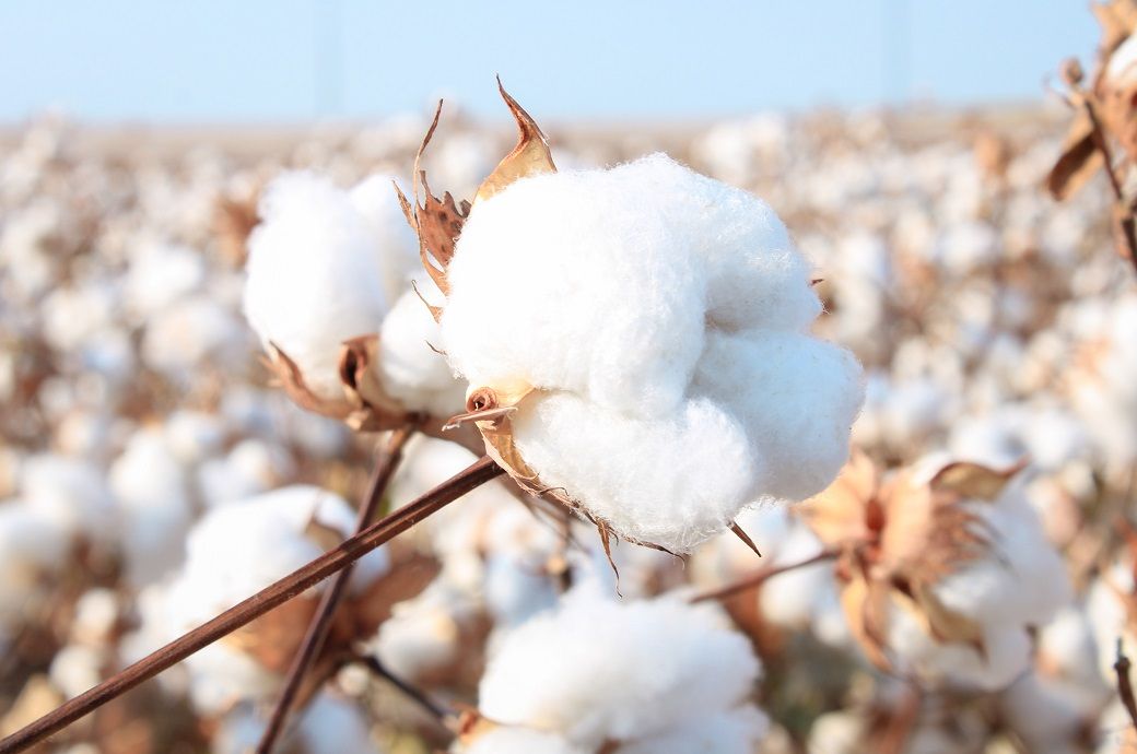 Global cotton prices ease as key benchmarks slip in October