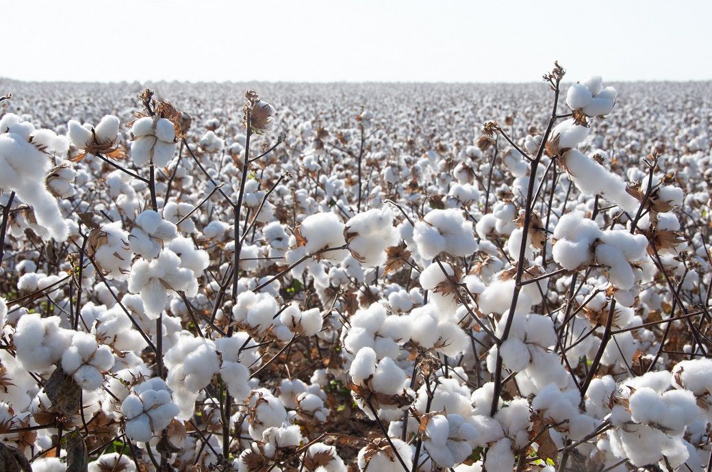 Pakistan's cotton arrivals surge 49% to 30.44 lakh bales by end-Sept