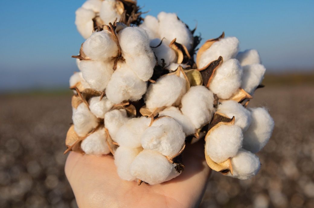ICE cotton steady as weak dollar offsets poor export sales