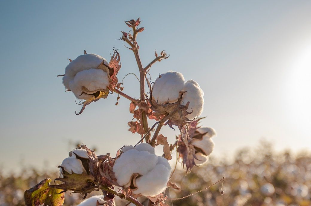 ICE cotton futures hit six-month low amid strong dollar, fast harvest