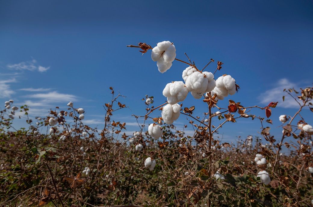 ICE cotton slips on trade frictions, falling crude oil prices