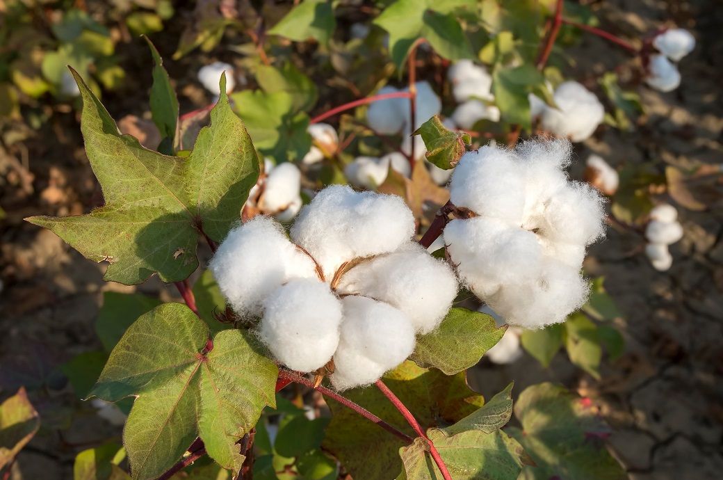 ICE cotton futures rebound on weak dollar, firm crude oil