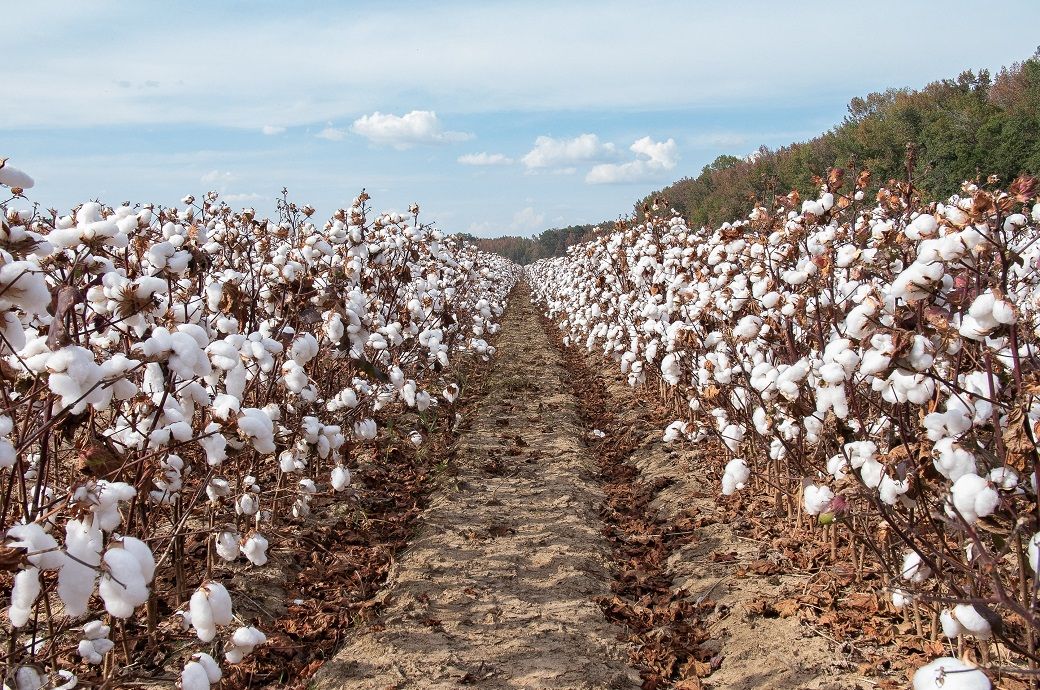 ICE cotton recovers on grain gains, but sentiment stays weak