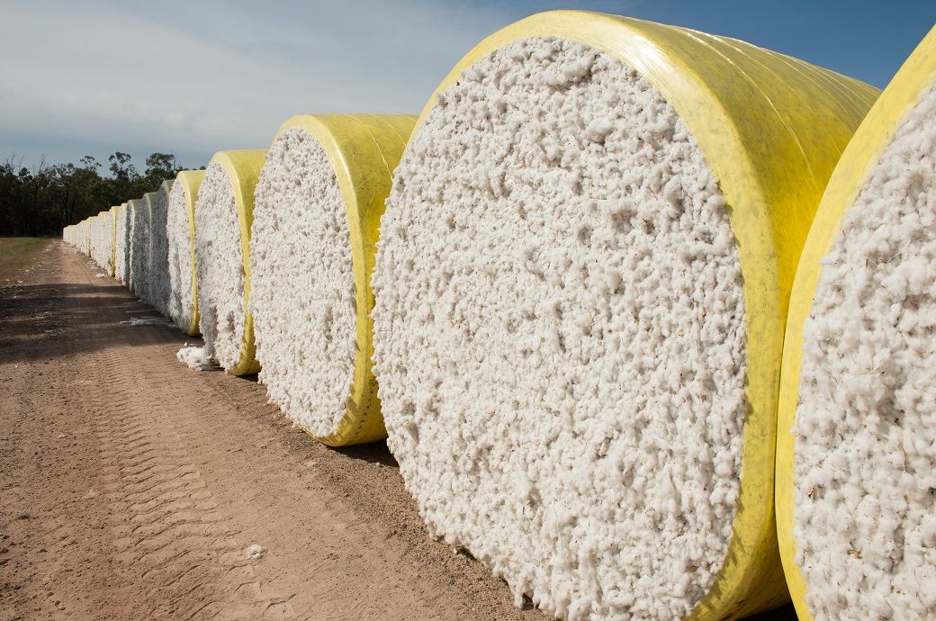 Global cotton output, use & trade raised in 2025-26; stocks cut: WASDE