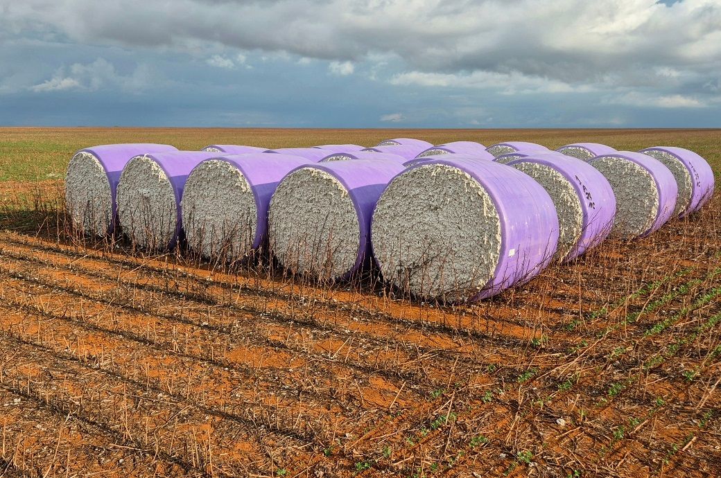 Brazilian cotton prices fall as 2024-25 harvest nears completion