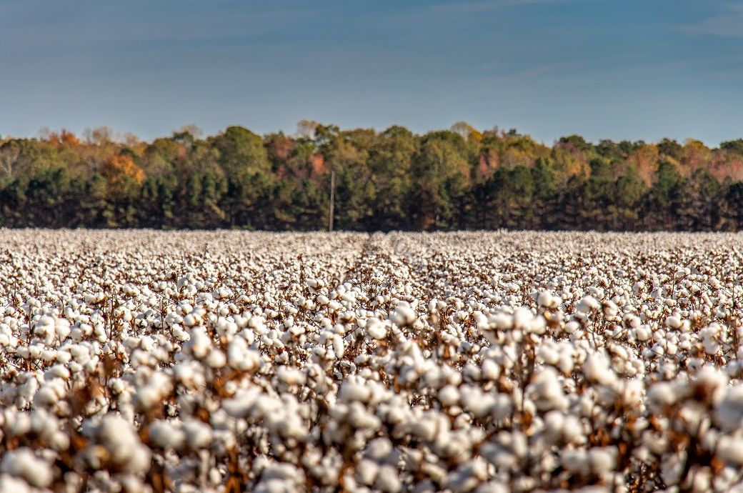 ICE cotton edges up on weaker dollar, demand fears cap gains