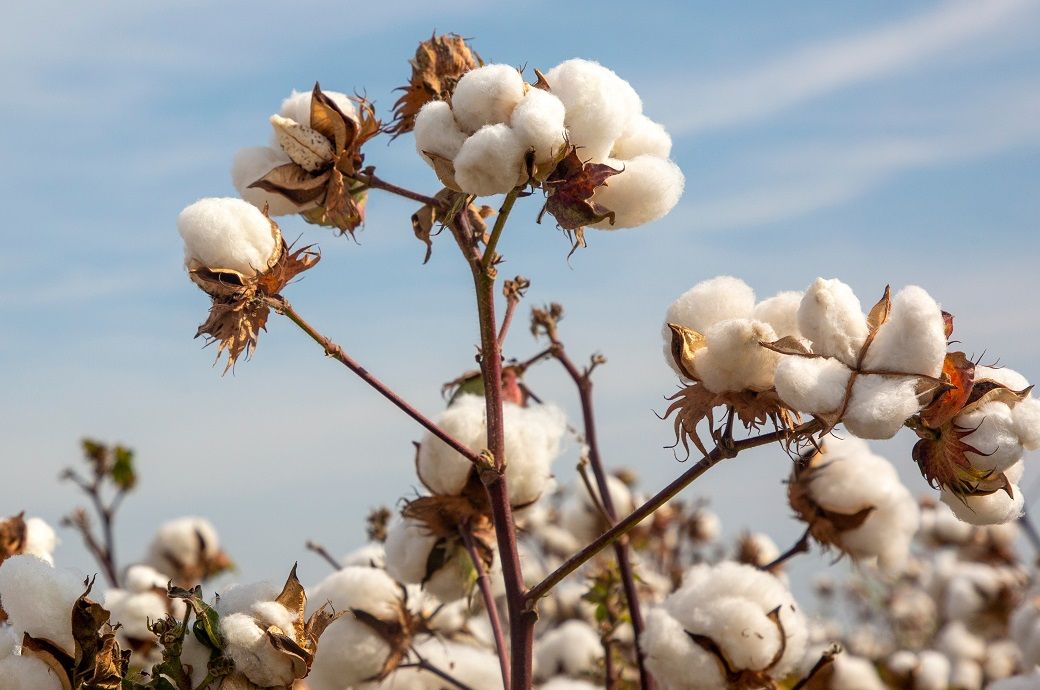 ICE cotton hovers near 5-month low on US government shutdown