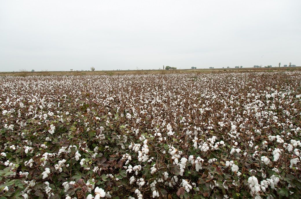 ICE cotton futures rise on crude oil support, firm dollar caps gains ICE cotton futures rise on crude oil support, firm dollar caps gains