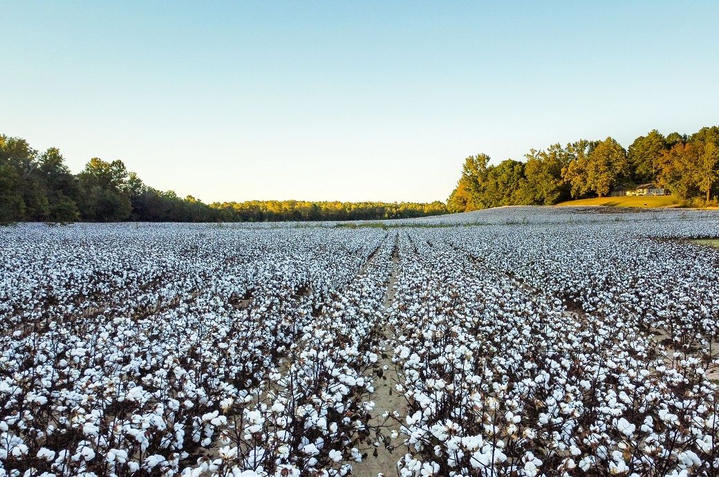 US Upland, Pima cotton sales up, shipments slow despite demand: USDA