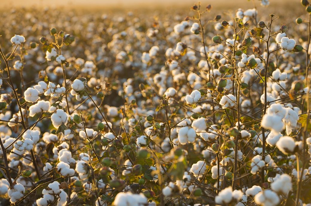 India's Textiles Ministry rolls out Kharif cotton plan with 550 hubs