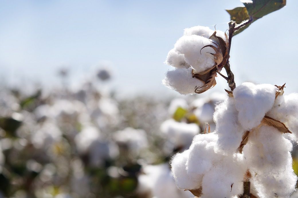 ICE cotton rebounds after four-day drop as market sentiment improves