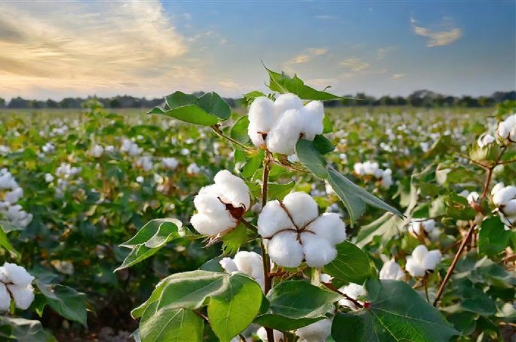 CAI pegs India's 2025–26 cotton output at 309.5 lakh bales