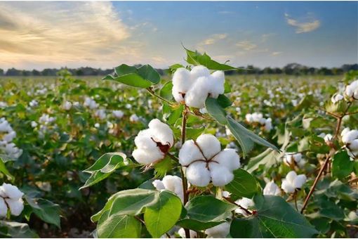 CAI pegs India’s 2025–26 cotton output at 309.5 lakh bales