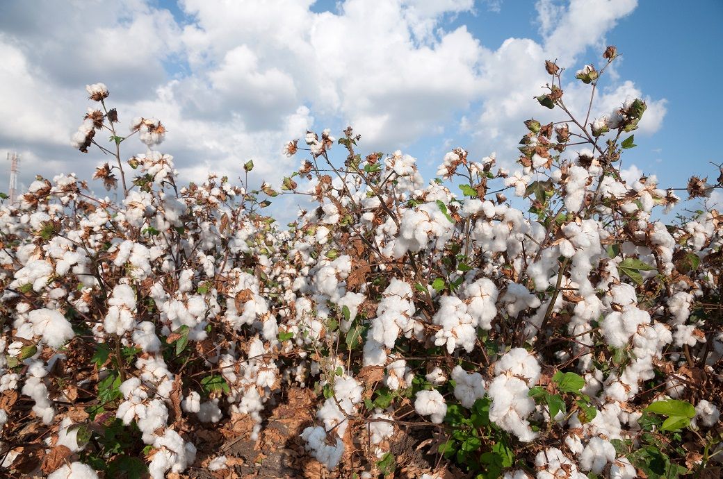 Rising dollar & weak oil prices weigh on ICE cotton futures