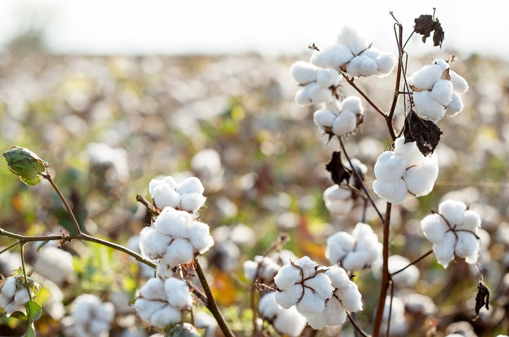 ICE cotton futures rise on weaker US dollar, trade deal hopes