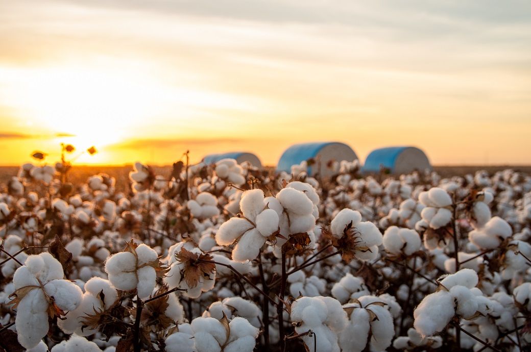 ICE cotton steady on strong US weekly export sales report