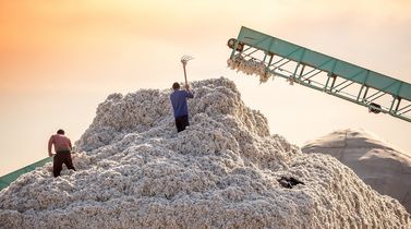 Pakistan’s cotton arrivals up 3.41% by late October on better weather