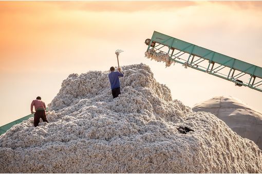 Pakistan’s cotton arrivals up 3.41% by late October on better weather
