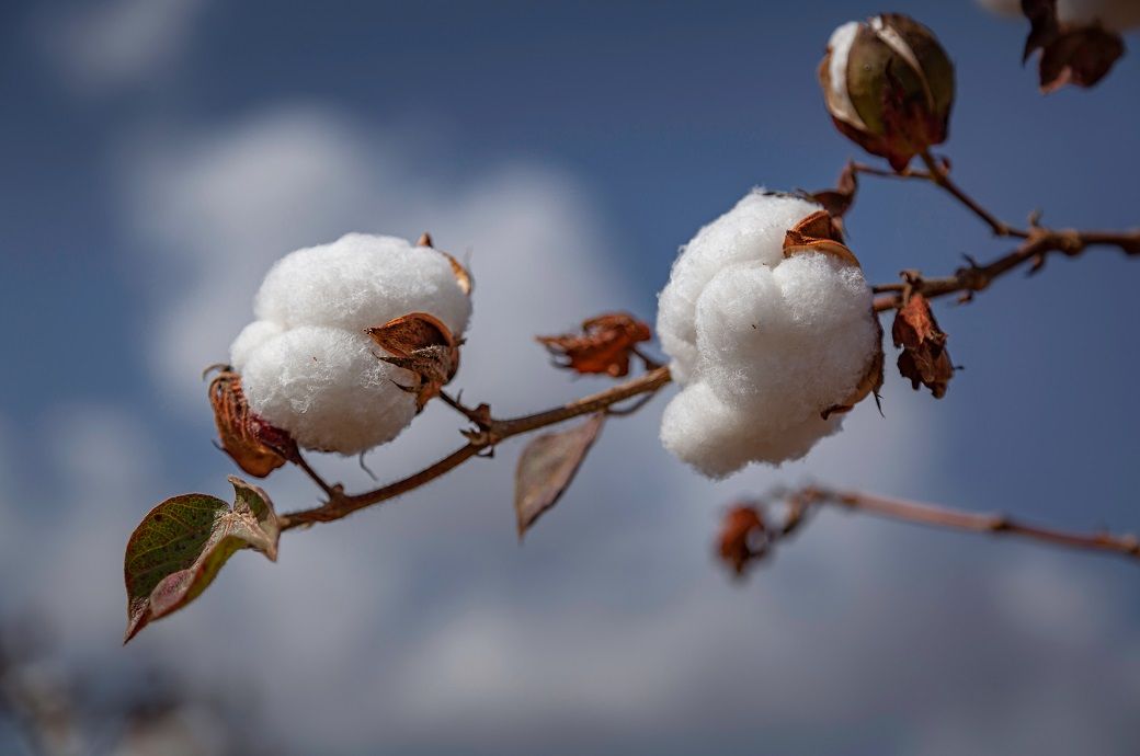 ICE cotton dips to weekly low on weak US export sales