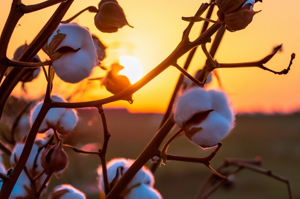 ICE cotton steadies on bargain hunting, stronger grain market