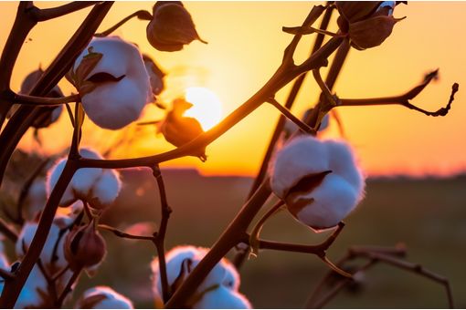 ICE cotton steadies on bargain hunting, stronger grain market
