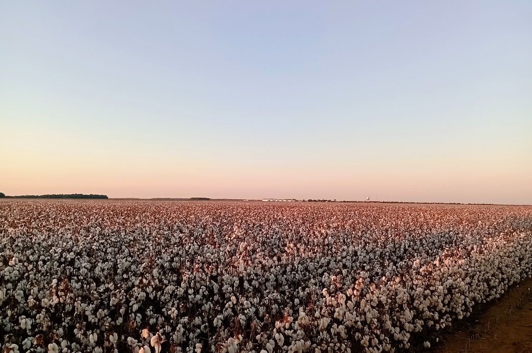 Uzbekistan, ICAC, Bizpando partner on regenerative agriculture