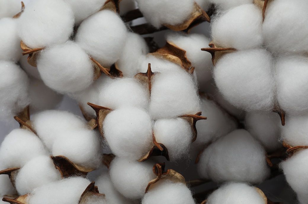 Global cotton prices soften in the past month as key benchmarks slip