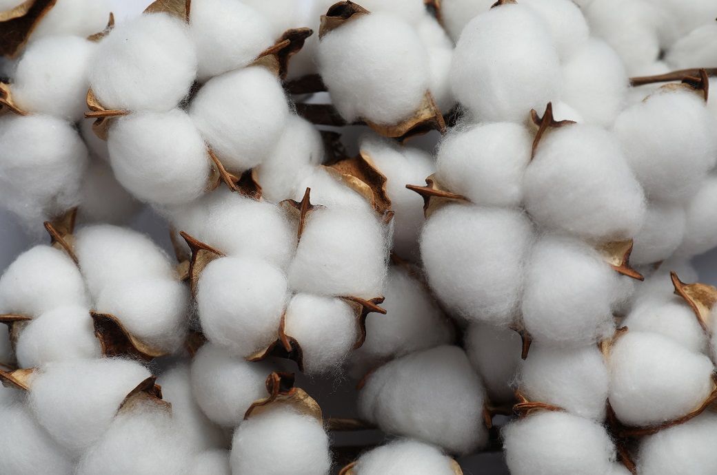 Global cotton trade falls as Chinese imports fall 65% in 2024-25: ICAC