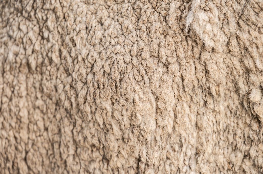 Tight supply, strong demand lift Australian wool market